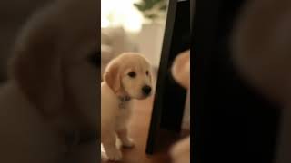 Puppy Meets Mirror - First Time Reaction 😂