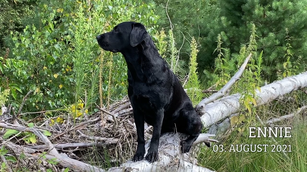 Ennie vom Sandhorster Loog (3,5 Jahre) | Oakmore – Labrador Retriever