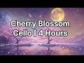 Cello Music with Cherry Blossoms | 4 Hours Peaceful Instrumental