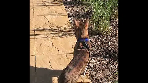 Watch the video about Bengal cat leash training
