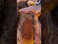 Ancient Tree Honey Harvesting  #shorts #youtubeshorts #viral #trending