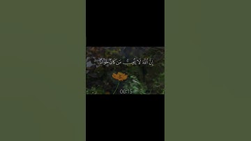حيماً سورة النساء الشيخ ياسر الدوسري🍃حامد عطيه ابو رحيم🍃