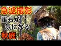 春の庭から秋のお庭へ激変してました　魔女庭　【個人庭】　【カーメン君】【園芸】【ガーデニング】【初心者】【内田さん】