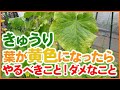 家庭菜園や農園のきゅうり栽培で葉が黄色になったらやるべこと！ダメなことを徹底解説！【農園ライフ】/Tips for improving when cucumber leaves are yellow.