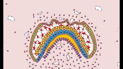Development of Tooth - Part 4 (Morphological stages - Bell stage)