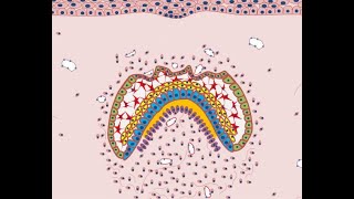 Development of Tooth  Part 4 (Morphological stages  Bell stage)