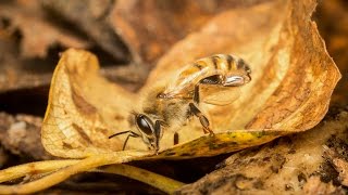 Bee Watching: Feral Honey Bees in Elk Island National Park