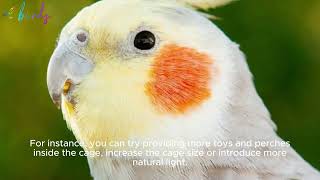 why cockatiel flaps wings in cage?
