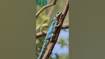 Chameleons Don’t Change Color to Camouflage — Here’s the Real Reason 🦎✨