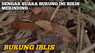 SUARA BURUNG IBLIS||Pancingan pikat burung cabak di jamin ampuh