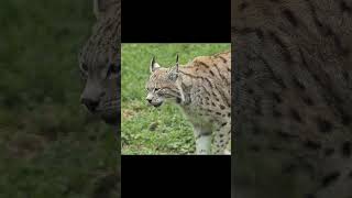 Lynx Wild Cat