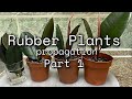 Indoor Plants | Rubber Plant or Ficus Elastica | Rubber Tree | Gardening