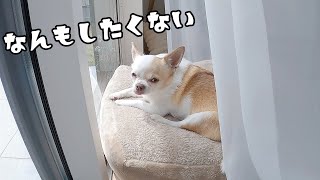 犬と過ごすGWの朝はこんなもんです