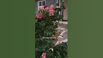 لو ادري هيج ايصير تاليها بيه نصر البحار تصويري رايكم 
