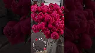 IMG 4600