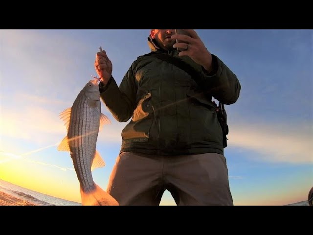 Surf Fishing early-December: Striped Bass in the Ocean Surf!! 