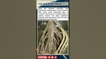 The walking palm tree 😱. Is it really true?