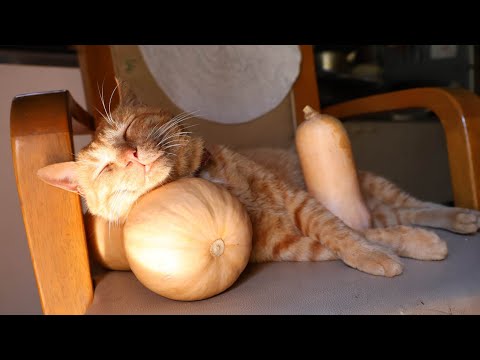 バターナッツかぼちゃ枕猫　221205