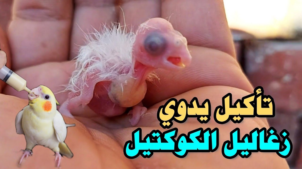 تأكيل زغاليل ببغاء الكوكتيل يدوي من عمر يوم بسهوله جدا