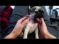 TEACHING BABY PUG HIS FIRST TRICK!!