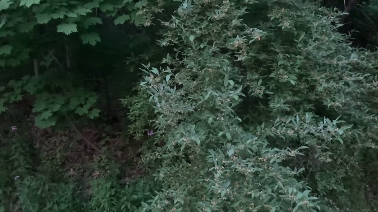 8 minutes of Nature sounds and footage VIII