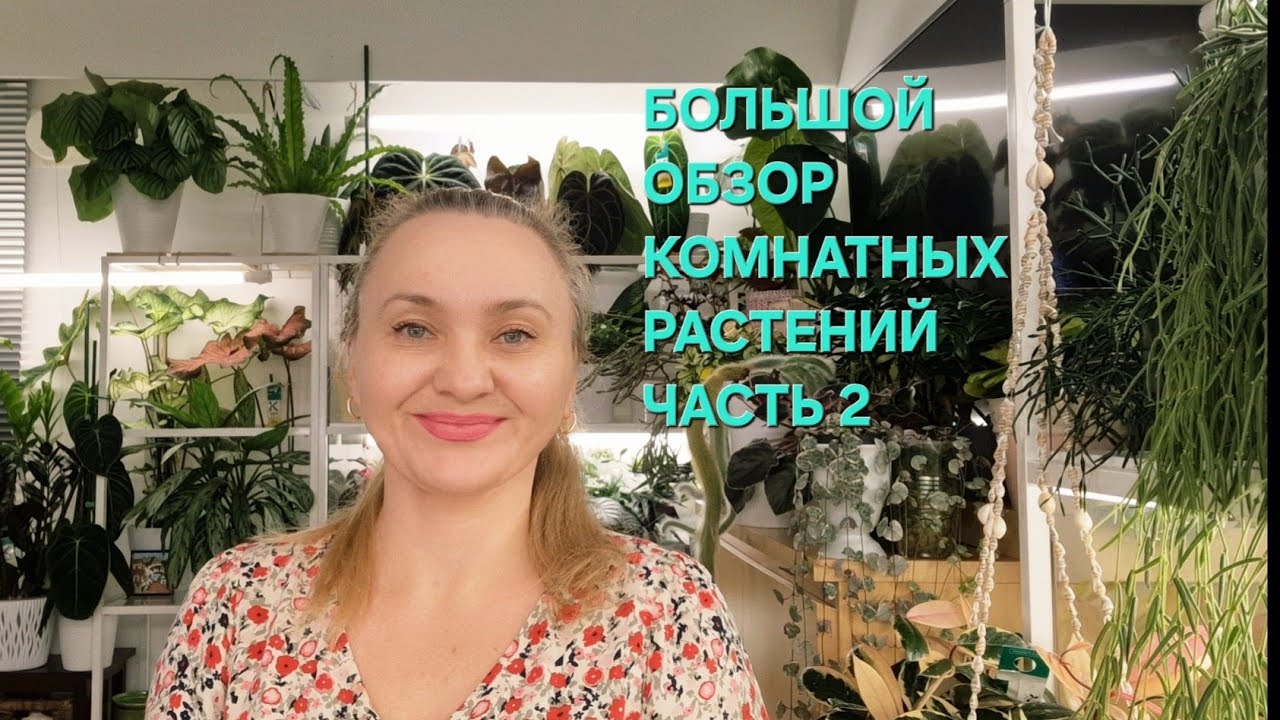 🍀БОЛЬШОЙ ОБЗОР КОМНАТНЫХ РАСТЕНИЙ ЧАСТЬ 2🍀
