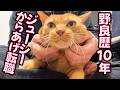 野良歴10年の猫、「かわいいからあげちゃん」になる The "KAWAII Karaage" cat