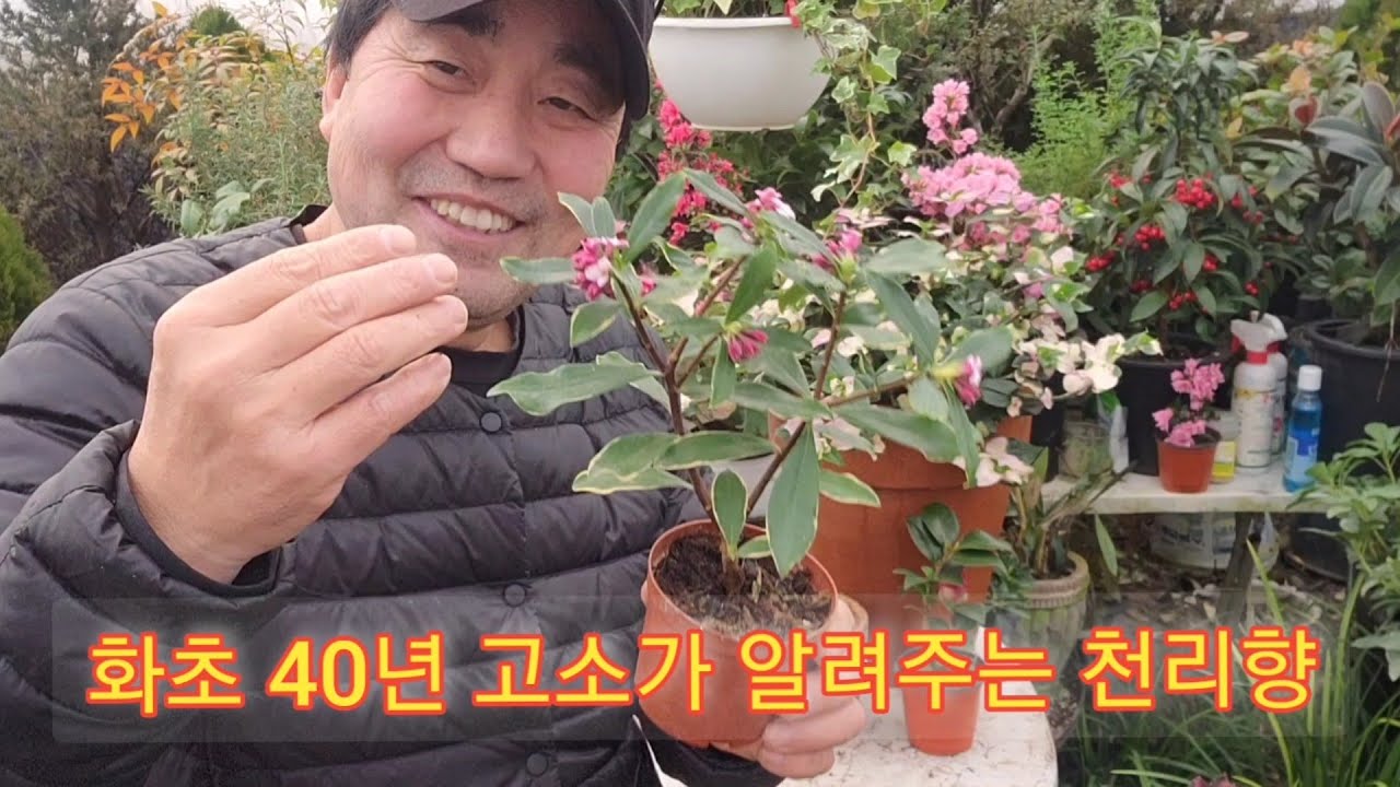 누구나 집에서, 천리향 손쉽게 키우려면 꼭!! 이렇게 하세요!!