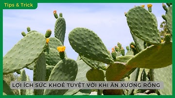 Tưởng không ăn được, NHƯNG XƯƠNG RỒNG LẠI RẤT NGON và TỐT SỨC KHOẺ  - Bách hoá XANH