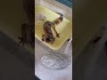 레오파드게코 댄스