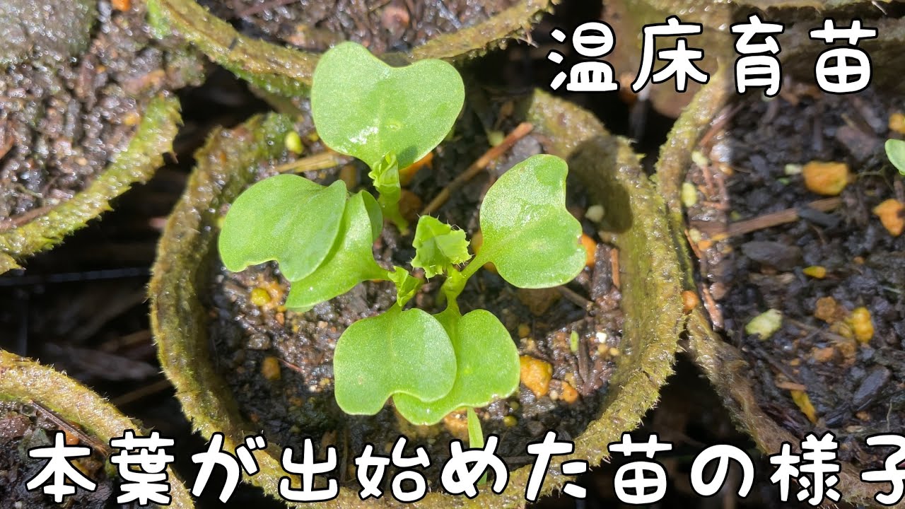（参考∶状況確認ページ）R8野菜苗温床栽培（播種）１月３１種蒔き開始 maxresdefault.jpg