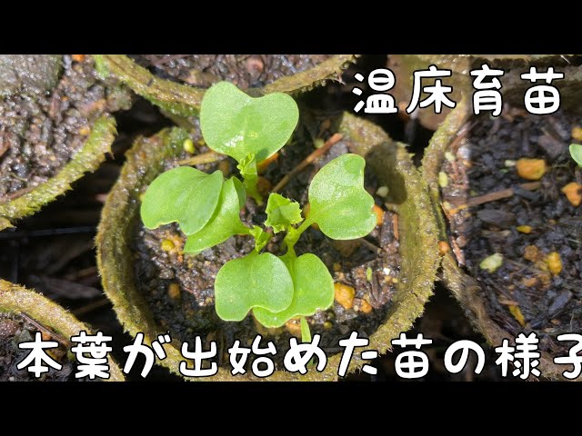 （参考∶状況確認ページ）R8野菜苗温床栽培（播種）１月３１種蒔き開始 温床育苗について🌱本葉の出始めた苗の様子】 ＊無農薬・無化学肥料