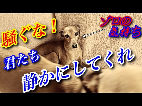 愛犬たちのモーニングルーティーン！騒がしいイタグレとラブラドール