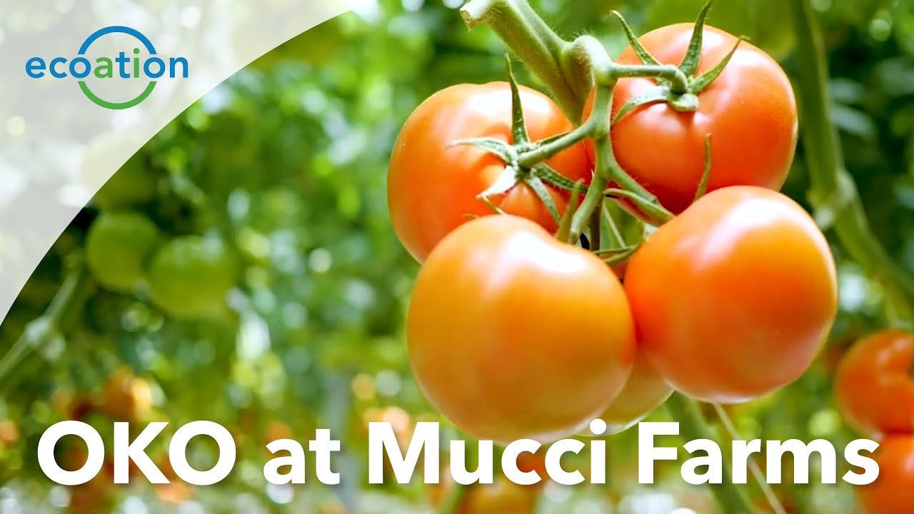 OKO by Ecoation at Mucci Farms - Part 2