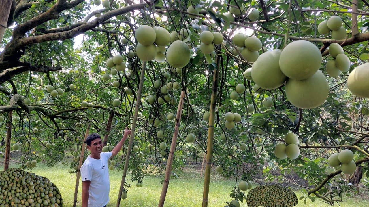 Expert Method para Dumami at Hitik na Hitik sa Bunga ang Pomelo YouTube