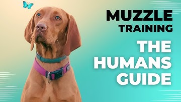 Muzzle Training Guide - For Free On Youtube