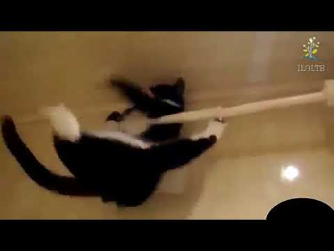 Кошачьи приколы  30 секунд видео УЛЫБНУЛО