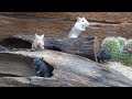 Cat tv adorable mouse digging burrows squabble playing and squeaking  for cats  tv for dogs