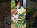 Making Powerful Fertilizer from Discarded Leaves🌱🤯#shots