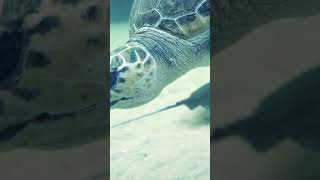 part 1 The Unseen Struggle: Sea Turtles and Climate Change #sea #climatechange #turtles