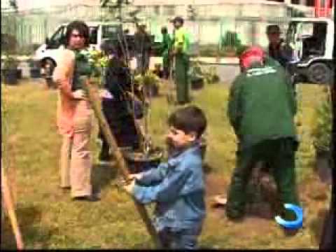 საოცრებათა პარკის მიმდებარე ტერიტორიაზე საკურას ხეივნის გაშენება დაიწყო