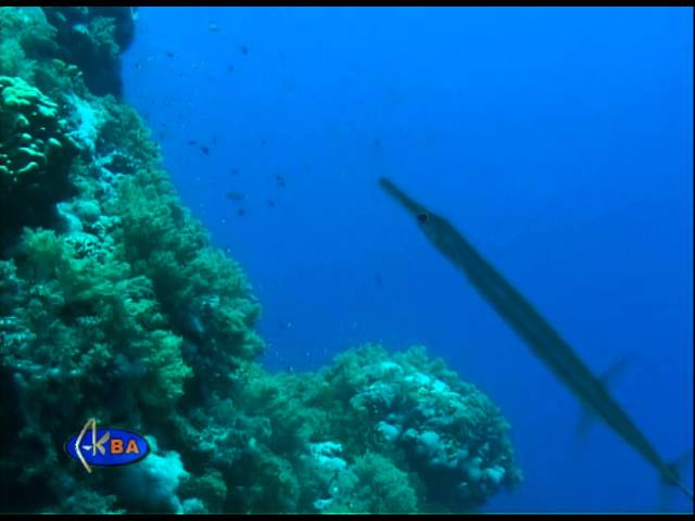 Свистулька голубопятнистая. Bluespotted cornetfish (Fistularia commersonii)