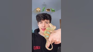 Kyle Thomas 💙 do you like animals? #kylethomas #shorts