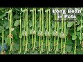 How to Grow Long Bean in Pots at home / Seeds to Harvest / Easy for Beginners