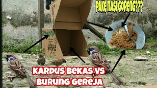Jebakan Burung Gereja Dari Kardus Bekas Di Jamin Ampuh
