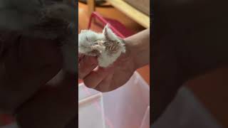 Bir şey eksik ama hiç çaktırmıyor, her şey tammış gibi davranıyor