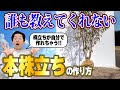 【実は超絶簡単】憧れの株立ち樹形は自分でつくれる！
