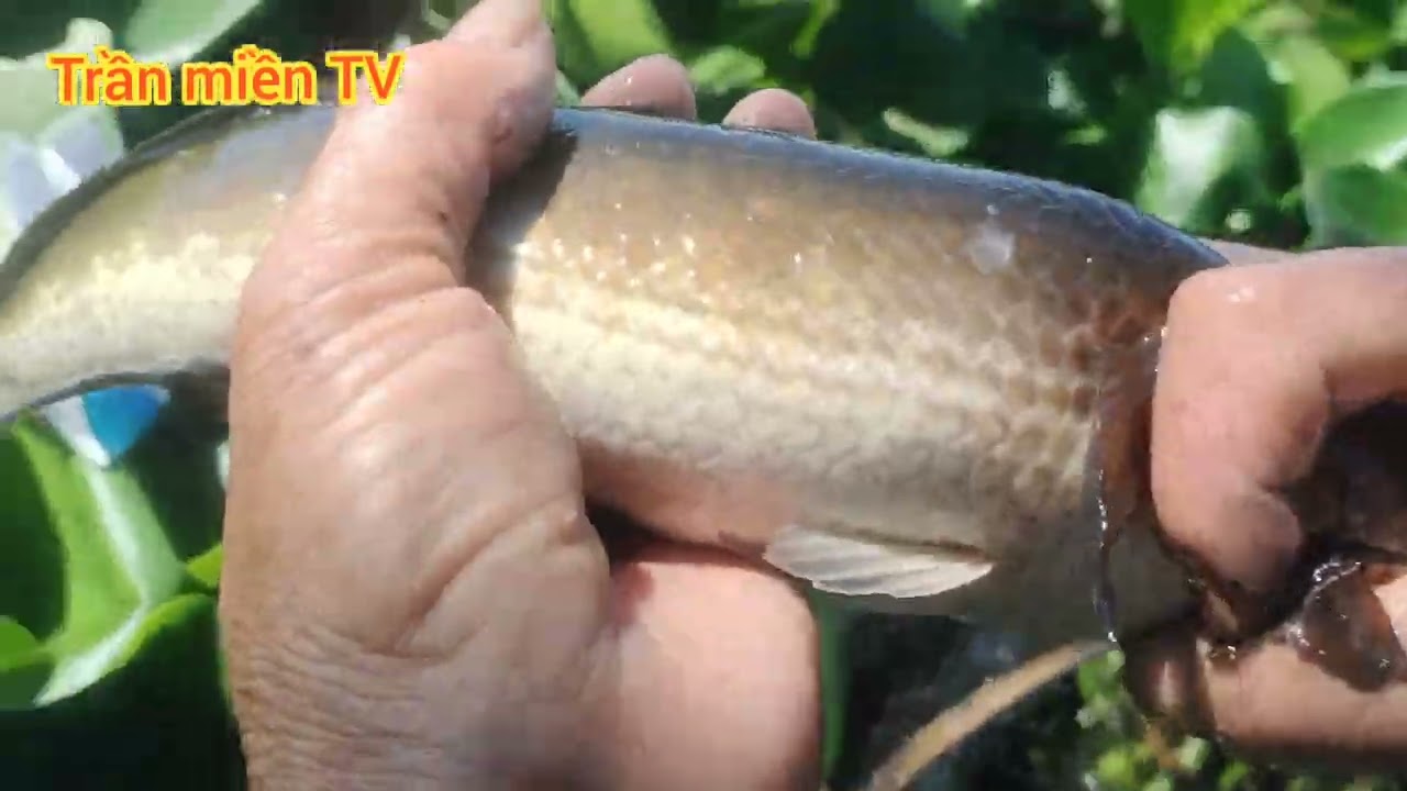 Thăm lờ Bạc Liêu rầm 15 trại 12 cá rằng Lương quá khủng 