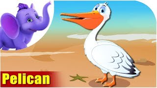 Pelican | Song on birds | 4K | Appu Series