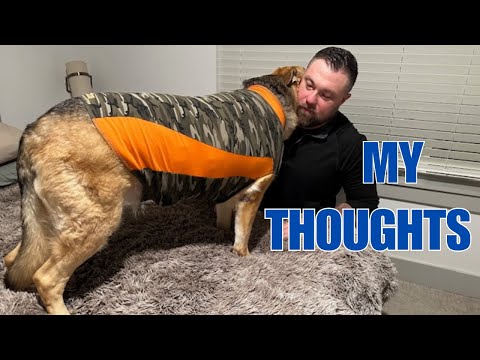 Does the Thundershirt Really Work for Dog Anxiety My Honest Review 2024 Update by The Review Crew